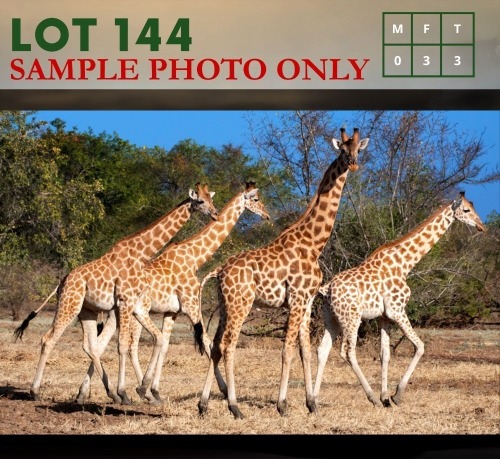 3X Giraffe (ON CATALOGUE ONLY) V/F:3 (Per Piece to take the lot/Per stuk om lot te neem)