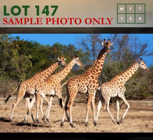 4X Giraffe (ON CATALOGUE ONLY) M:1 V/F:3 (Per Piece to take the lot/Per stuk om lot te neem)