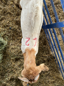 LOT 42 1X RAM BOERBOK Neville