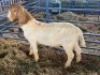LOT 42 1X RAM BOERBOK Neville - 2