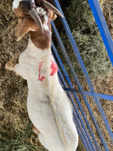 LOT 43 1X RAM BOERBOK Neville