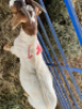 LOT 43 1X RAM BOERBOK Neville
