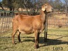 LOT 13 1+1 X MEATMASTER RECORDED GRADED EWE BELOFTE MEATMASTERS - 2
