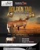 LOT 21B 1 X MEATMASTER RECORDED GRADED PREGNANT EWE DIE BULT MEATMASTERS - 2