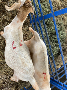 LOT 44 2X OOI/EWE BOERBOK Neville (Per stuk om lot te neem/Per Piece to take the lot)