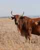 1 X ROOI BRAHAMAN KOEI CdP Auctioneers - 2