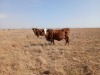1 X BRAHAMAN BONSMARA KRUIS KOEI CdP Auctioneers - 2