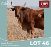 1 X ROOI BRAHAMAN KOEI CdP Auctioneers
