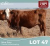 1 X BRAHAMAN BONSMARA KRUIS KOEI CdP Auctioneers