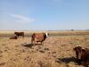 1 X BRAHAMAN BONSMARA KRUIS KOEI CdP Auctioneers - 3
