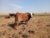 1 X BRAHAMAN BONSMARA KRUIS KOEI CdP Auctioneers - 5