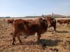 1 X ROOI BRAHAMAN KOEI CdP Auctioneers - 3