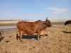 1 X ROOI BRAHAMAN KOEI CdP Auctioneers - 4