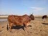 1 X ROOI BRAHAMAN KOEI CdP Auctioneers - 5