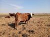 1 X BRAHAMAN BONSMARA KRUIS KOEI CdP Auctioneers - 4
