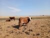 1 X BRAHAMAN BONSMARA KRUIS KOEI CdP Auctioneers - 6