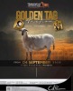 LOT 42 1 X MEATMASTER RECORDED GRADED PREGNANT EWE JACO VD MERWE BOERDERY - 2
