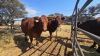 2 X BONSMARA VERSE Louw Snyman (Per animal to take the lot)