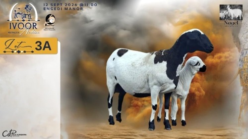 1+1 X MEATMASTER RECORDED EWE HEIN NAGEL - Nagel Meatmasters - Ladismith , Wes-Kaap