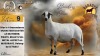 WITHDRAWN - 1 X MEATMASTER RECORDED EWE CHRISTIAAN & CHANE SMIT - Paradys Meatmasters - Memel , Vrystaat