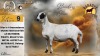 WITHDRAWN - 1 X MEATMASTER RECORDED EWE CHRISTIAAN & CHANE SMIT - Paradys Meatmasters - Memel , Vrystaat - 2