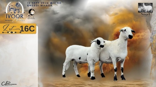 1+1 X MEATMASTER RECORDED EWE HEIN NAGEL - Nagel Meatmasters - Ladismith , Wes-Kaap