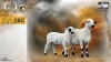 1+1 X MEATMASTER RECORDED EWE HEIN NAGEL - Nagel Meatmasters - Ladismith , Wes-Kaap