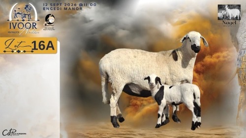 1+1 X MEATMASTER RECORDED EWE HEIN NAGEL - Nagel Meatmasters - Ladismith , Wes-Kaap