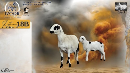 1+1 X MEATMASTER RECORDED EWE HEIN NAGEL - Nagel Meatmasters - Ladismith , Wes-Kaap