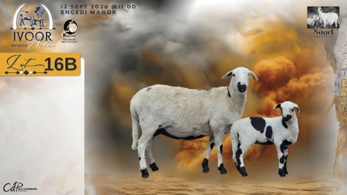 1+1 X MEATMASTER RECORDED EWE HEIN NAGEL - Nagel Meatmasters - Ladismith , Wes-Kaap