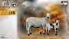1+1 X MEATMASTER RECORDED EWE HEIN NAGEL - Nagel Meatmasters - Ladismith , Wes-Kaap