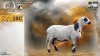 1 X MEATMASTER RECORDED EWE HEIN NAGEL - Nagel Meatmasters - Ladismith , Wes-Kaap