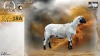 1 X MEATMASTER RECORDED EWE HEIN NAGEL - Nagel Meatmasters - Ladismith , Wes-Kaap
