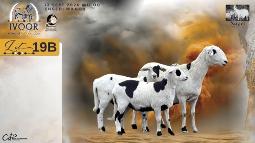 1+2 X MEATMASTER RECORDED EWE HEIN NAGEL - Nagel Meatmasters - Ladismith , Wes-Kaap
