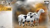 1+2 X MEATMASTER RECORDED EWE HEIN NAGEL - Nagel Meatmasters - Ladismith , Wes-Kaap