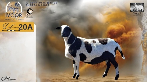 1 X MEATMASTER RECORDED PREGNANT EWE HEIN NAGEL - Nagel Meatmasters - Ladismith , Wes-Kaap