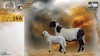1+1 X MEATMASTER RECORDED EWE HEIN NAGEL - Nagel Meatmasters - Ladismith , Wes-Kaap