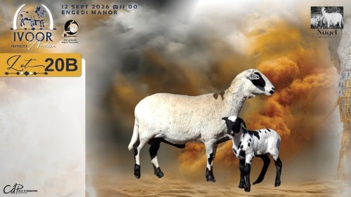 1+1 X MEATMASTER RECORDED EWE HEIN NAGEL - Nagel Meatmasters - Ladismith , Wes-Kaap