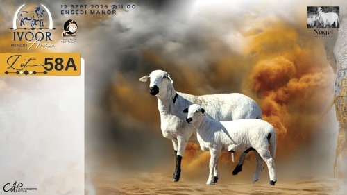 1 X MEATMASTER RECORDED EWE HEIN NAGEL - Nagel Meatmasters - Ladismith , Wes-Kaap