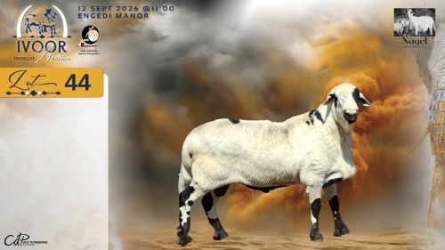 1 X MEATMASTER RECORDED RAM HEIN NAGEL - Nagel Meatmasters - Ladismith , Wes-Kaap