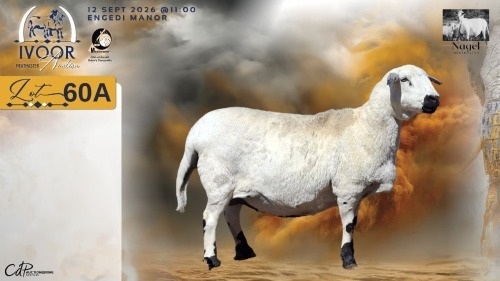 1 X MEATMASTER RECORDED PREGNANT EWE HEIN NAGEL - Nagel Meatmasters - Ladismith , Wes-Kaap