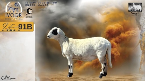 WITHDRAWN - 1 X MEATMASTER RECORDED EWE HEIN NAGEL - Nagel Meatmasters - Ladismith , Wes-Kaap