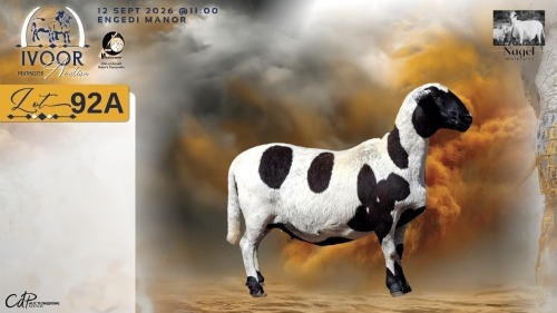 1+2 X MEATMASTER RECORDED EWE HEIN NAGEL - Nagel Meatmasters - Ladismith , Wes-Kaap