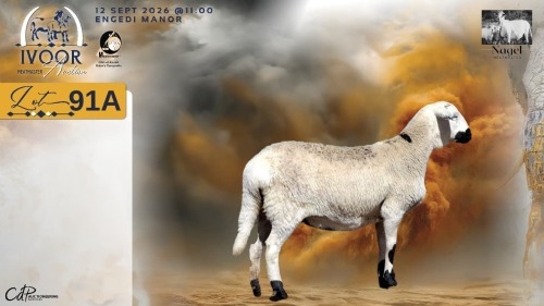 1 X MEATMASTER RECORDED PREGNANT EWE HEIN NAGEL - Nagel Meatmasters - Ladismith , Wes-Kaap