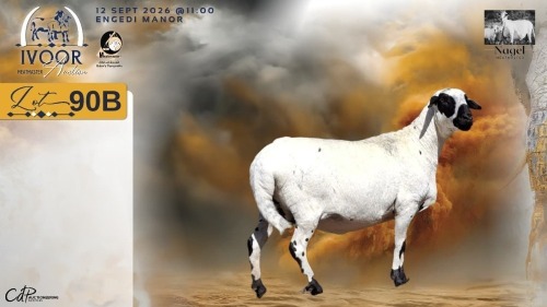 1 X MEATMASTER RECORDED EWE HEIN NAGEL - Nagel Meatmasters - Ladismith , Wes-Kaap