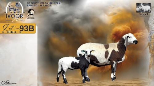 1+1 X MEATMASTER RECORDED EWE HEIN NAGEL - Nagel Meatmasters - Ladismith , Wes-Kaap