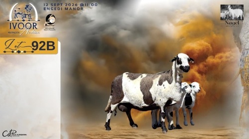 1 X MEATMASTER RECORDED EWE HEIN NAGEL - Nagel Meatmasters - Ladismith , Wes-Kaap