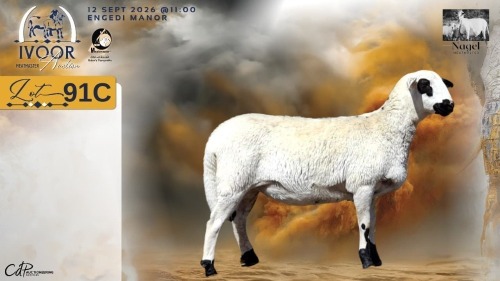 1 X MEATMASTER RECORDED EWE HEIN NAGEL - Nagel Meatmasters - Ladismith , Wes-Kaap
