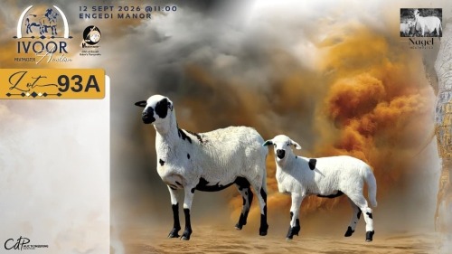 1+1 X MEATMASTER RECORDED EWE HEIN NAGEL - Nagel Meatmasters - Ladismith , Wes-Kaap
