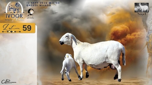 1 X MEATMASTER RECORDED EWE HEIN NAGEL - Nagel Meatmasters - Ladismith , Wes-Kaap